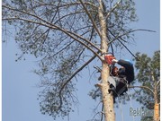 Валка и спиливание деревьев!!! Харьков!!!